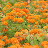 Butterfly Bush