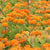 Butterfly Bush