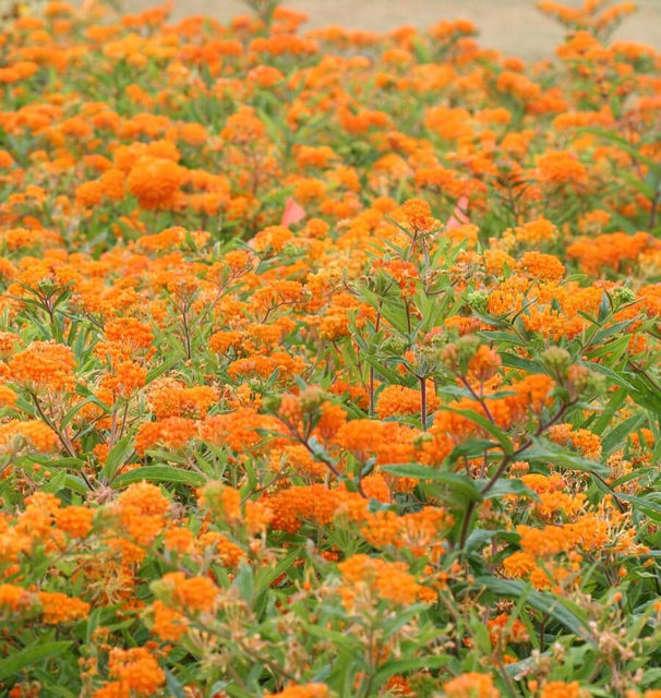 Butterfly Bush