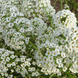 Snow Cloth