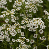 Snow Cloth