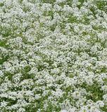 Snow Cloth Alyssum seeds – West Coast Seeds