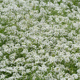 Snow Cloth