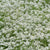 Snow Cloth