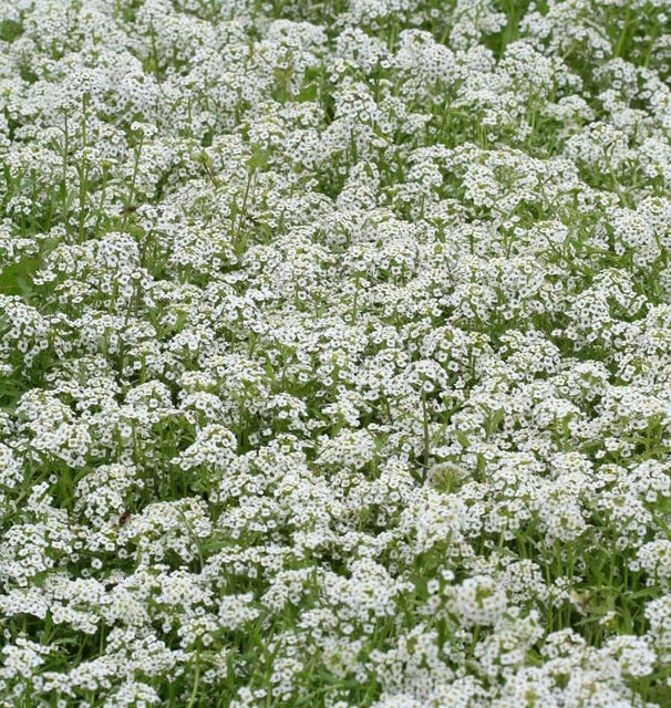 Snow Cloth