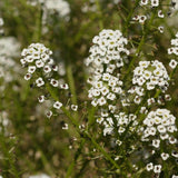 Snow Cloth