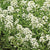 Sweet Alyssum Cover Crops Seeds