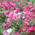 Godetia Farewell to Spring