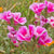 Godetia Farewell to Spring