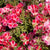 Godetia Farewell to Spring