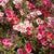 Godetia Farewell to Spring