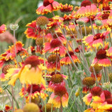 Blanketflower