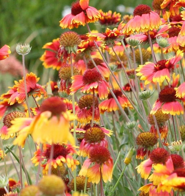 Blanketflower