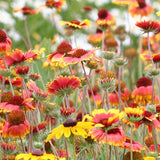Blanketflower
