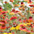 Blanketflower