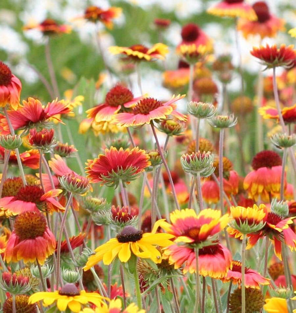 Blanketflower