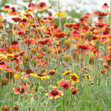 Blanketflower
