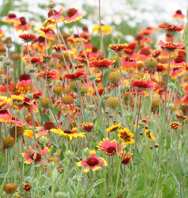 Blanketflower
