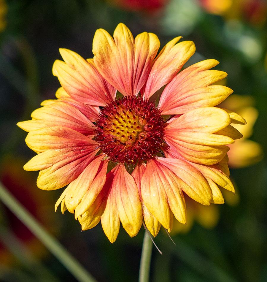 Blanketflower Gaillardia Seeds West Coast Seeds