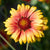 Blanketflower