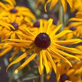 Black Eyed Susan