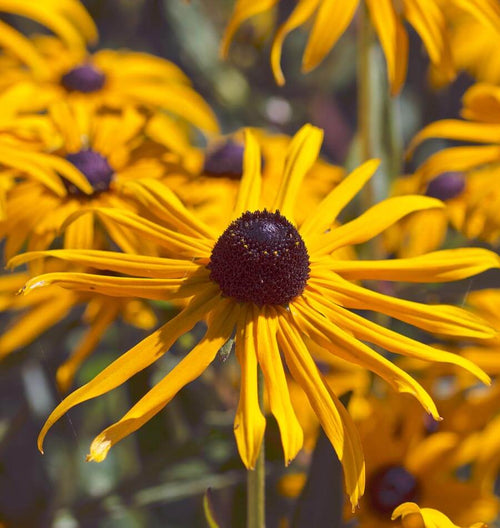 Black Eyed Susan