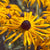 Black Eyed Susan