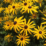 Black Eyed Susan