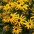 Black Eyed Susan