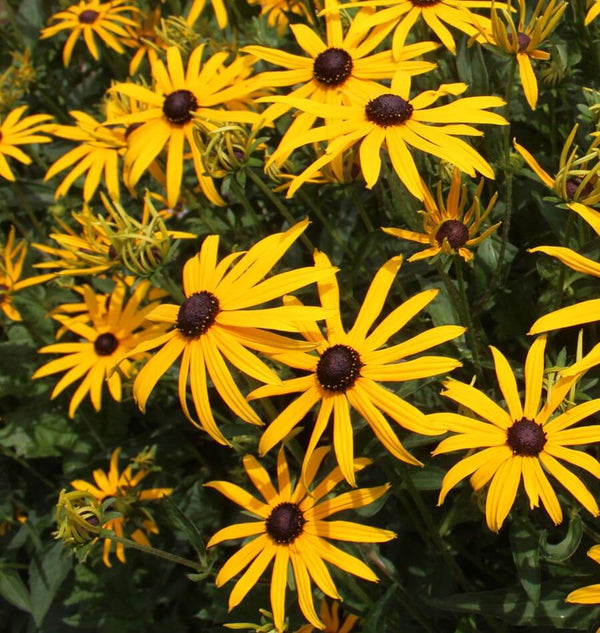 Black Eyed Susan