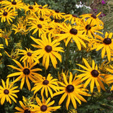 Black Eyed Susan