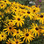 Black Eyed Susan