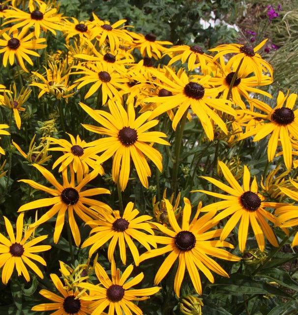 Black Eyed Susan