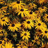 Black Eyed Susan
