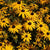 Black Eyed Susan