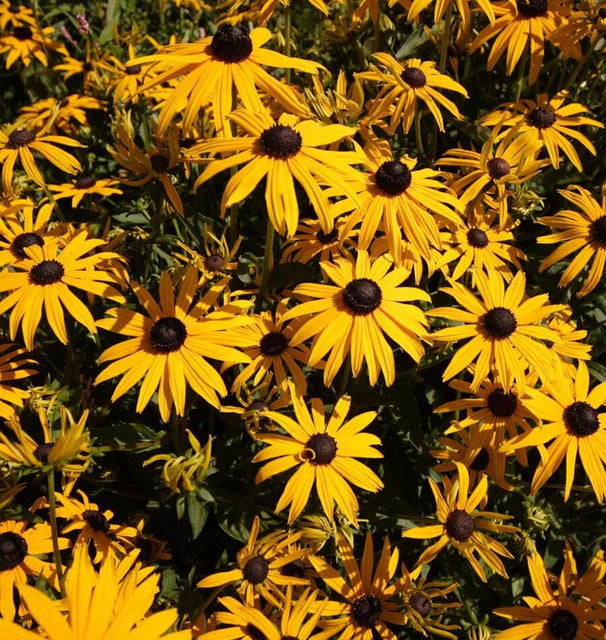Black Eyed Susan
