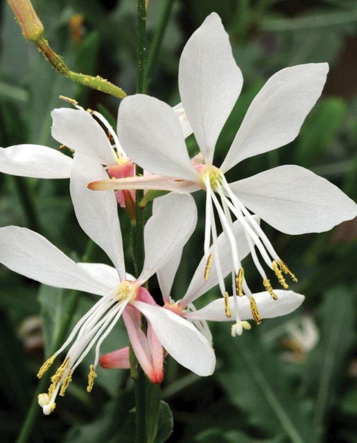 Sparkle White blooms Grow Gaura seeds FL2048 1