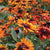 Rudbeckia Cappuccino FL2050-2