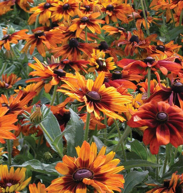 Rudbeckia Cappuccino FL2050-2