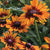 Capuccino Rudbeckia Seeds FL2050 1