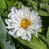 Snow Puff