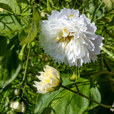 Snow Puff
