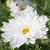 Snow Puff Cosmos