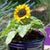 Sunflower Suntastic FL2063-1