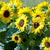 Suntastic