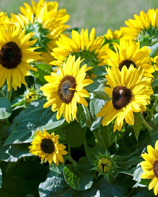 – Coast Seeds West Sunflower Seeds Suntastic