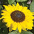 Suntastic