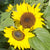 Suntastic