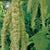 Green Tails