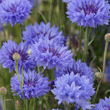 How to Grow Centurea cornflowers seeds